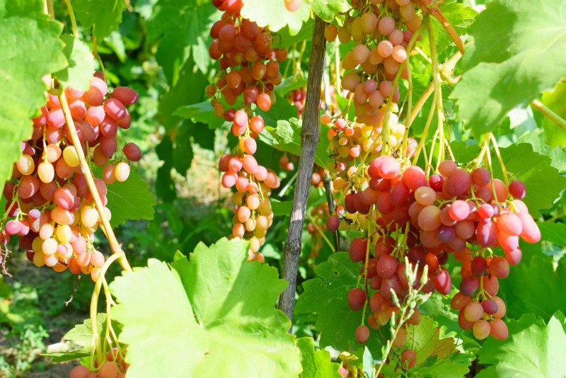 виноград в поселке Грибановского района