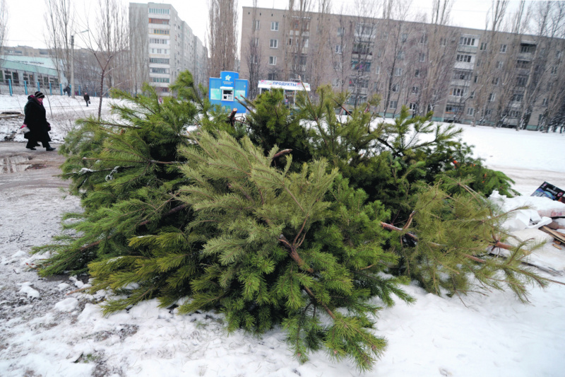 Сдать новогоднюю елку на переработку и получить подарок Yolki_3.JPG