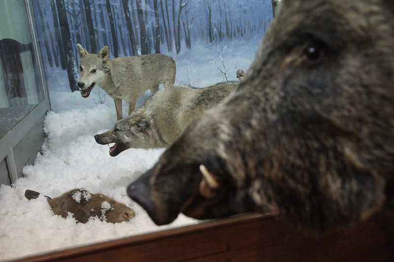 Хоперский заповедник волки музей